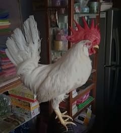 Nagpur : काय सांगता? नागपुरात साजरा केला चक्क कोंबड्याचा वाढदिवस