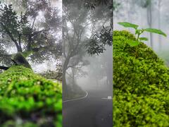 जगण्याचा आशावाद देणाऱ्या मेळघाटातील निसर्गाचं सौंदर्य छायाचित्राच्या माध्यमातून