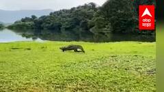 सूरज वॉटर पार्कमध्ये सात फुटी मगर, वनविभागानं मगरीला कुशलतेनं पकडलं