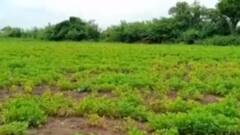 ગીર સોમનાથ:ઉનામાં મગફળીમાં મુંડા નામની ઈયળથી પાકને નુકસાન, જુઓ ગુજરાતી ન્યુઝ