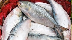 Hilsa: পুজোর মুখে বাঙালিদের জন্য ফের সুখবর, পশ্চিমবঙ্গে আসছে আরও পদ্মার ইলিশ | Bangla News