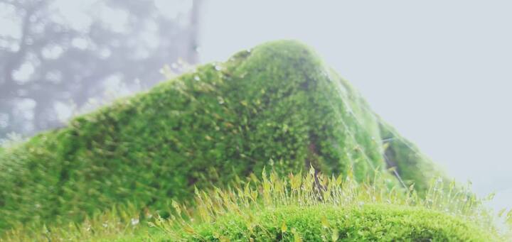 आज आम्ही तुमच्यासाठी मेळघाटातील निसर्गाचा चमत्कार छायाचित्रांच्या माध्यमातून घेऊन आलो आहोत.