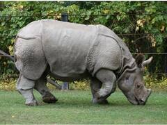 World Rhino Day: বিশ্ব গণ্ডার দিবসে অসমে পুড়িয়ে দেওয়া হল প্রায় আড়াই হাজার খড়্গ