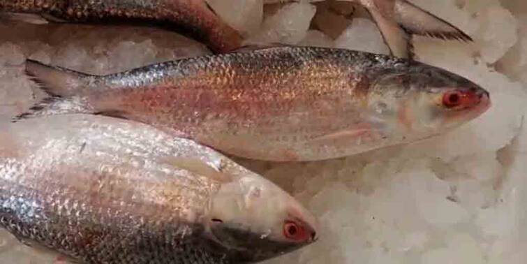 Howrah: Hilsa from Bangladesh reached fish market of Howrah on Thursday morning Hilsa: হাওড়ার পাইকারি মাছ বাজারে এল বাংলাদেশের ইলিশ