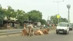વડોદરા: રસ્તા પર ઢોરોનો ત્રાસ, ટ્રાફિક સમસ્યા જટિલ બની, જુઓ ગુજરાતી ન્યુઝ