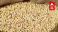 Special Report | परदेशी सोयाबीनची आयात भोवली, केंद्राच्या धोरणाचा सोयाबीन उत्पादकांना फटका