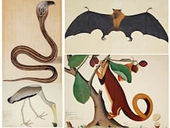 Great Indian Fruit Bat To Malabar Squirrel — British Era Paintings By Indian Artists At Sotheby's Auction In Oct