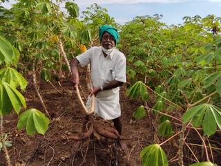 Salem: Cassava farmers suffer due to sago blending - 7,000 crore loss in 10 years ஜவ்வரிசி கலப்படத்தால் மரவள்ளி கிழங்கு விவசாயிகள் வேதனை - 10 ஆண்டுகளில் 7,000 கோடி இழப்பு