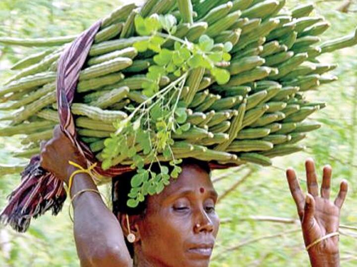 2 crore drumstick research center to be built in Theni - value added project for export தேனியில் 2 கோடியில் கட்டப்படும் முருங்கை ஆராய்ச்சி மையம் - மதிப்புக்கூட்டி ஏற்றுமதி செய்ய திட்டம்