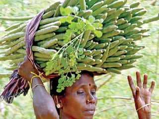 தேனியில் 2 கோடியில் கட்டப்படும் முருங்கை ஆராய்ச்சி மையம் - மதிப்புக்கூட்டி ஏற்றுமதி செய்ய திட்டம்