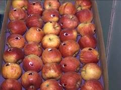 International Apple festival: देहरादून में पहली बार हुआ अंतरराष्ट्रीय सेब महोत्सव का आगाज