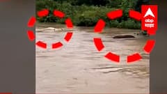 Parbhani Selu : पुराच्या पाण्यात वाहत गेलेले तीन जण बचावले, बैलांसह बैलगाडी पाण्यात, बैलांचा मृत्यू