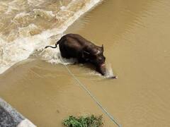 Odisha: ఏనుగును రక్షించేందుకు వెళ్లిన టీమ్.. విలేకరి మృతితో విషాదం