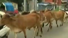 વડોદરા: રખડતા ઢોરોનો ત્રાસ, સ્થાનિકો થયા પરેશાન, જુઓ ગુજરાતી ન્યુઝ