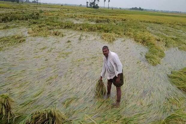 Crop Damage: Rains destroy crops in Haryana, 55,000 farmers demand compensation Crop Damage: ਹਰਿਆਣਾ 'ਚ ਮੀਂਹ ਕਾਰਨ ਫਸਲਾਂ ਤਬਾਹ, 55 ਹਜ਼ਾਰ ਕਿਸਾਨਾਂ ਨੇ ਕੀਤੀ ਮੁਆਵਜ਼ੇ ਦੀ ਮੰਗ