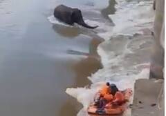 Odisha: ఏనుగును రక్షించేందుకు వెళ్లిన రక్షణ బృందం, విలేకరి మృతి