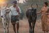 `இராமே ஆண்டாலும் இராவணன் ஆண்டாலும்’ : காளை மாடு, விவசாயம், கிராமம் மற்றும் சோசியல் மெசேஜ்!