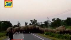 Bangla News: নকশালবাড়িতে জাতীয় সড়কে দাপাচ্ছে ৭০টি হাতির পাল! ক্যামেরাবন্দি ছবি