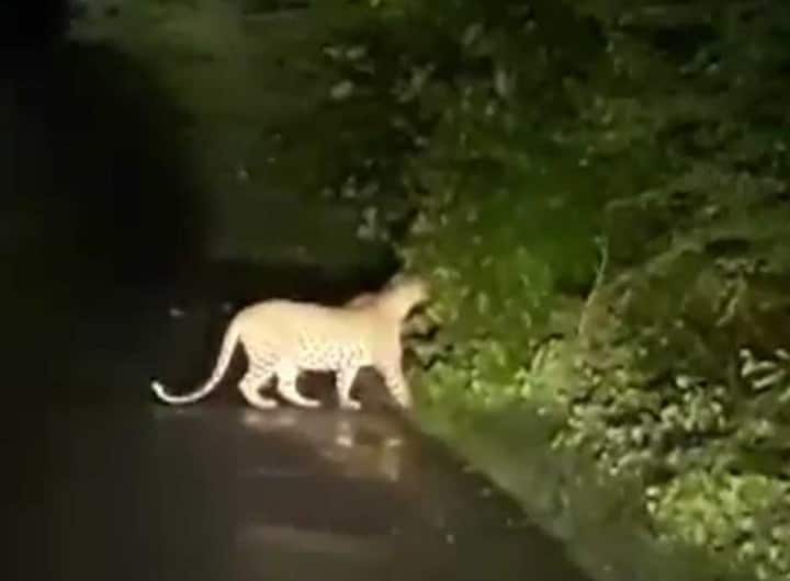 Leopard seen in Ahmedabad rural area, forest try to caught leopard અમદાવાદમાં ફરીવાર દીપડાએ દેખા દેતા લોકોમાં ફફડાટ, દીપડી-બે બચ્ચા હોવાની શંકા
