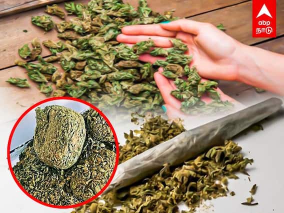 Marijuana sale in Trichy: கஞ்சா விற்பனையில் பெண்கள்.. திருச்சியில் பகீர்.. நேரடி ரிப்போர்ட்..