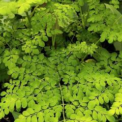Moringa Health Benefits : কমলালেবুর থেকে সাত গুণ বেশি ভিটামিন সি-সমৃদ্ধ, সজনের উপকারিতার তালিকা দীর্ঘ