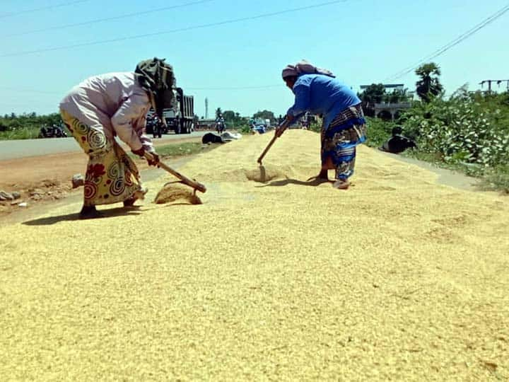 Thanjavur: Farmers have been asked to purchase bundles of paddy after the completion of Kuruai cultivation ’குறுவை வருமானத்தால்தான் எங்களுக்கு தீபாவளி’- நெல் கொள்முதல் செய்யக்கோரி குமுறும் விவசாயிகள்...!