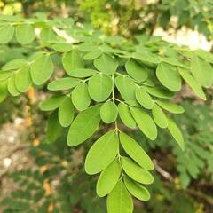 Moringa Health Benefits : কমলালেবুর থেকে সাত গুণ বেশি ভিটামিন সি-সমৃদ্ধ, সজনের উপকারিতার তালিকা দীর্ঘ