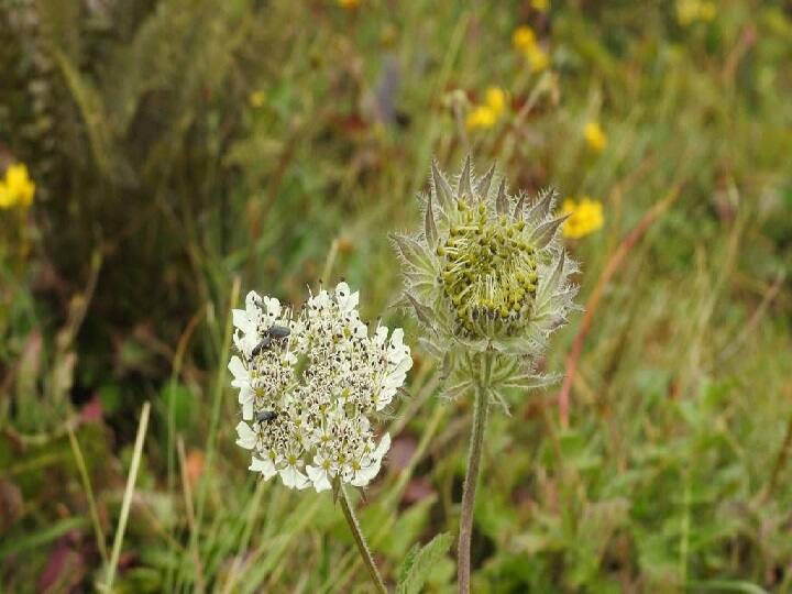 Himalayan Flowers: हिमालयी फूलों से खिल उठा वासुकी ताल, नीलकमल ने बढ़ाई खूबसूरती, ये फूल खिला है पहली बार