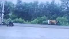 સુરતઃ બળદ સાથે અથડાતા સર્જાયો અકસ્માત, બાઈક સવાર બે યુવકોનું મોત