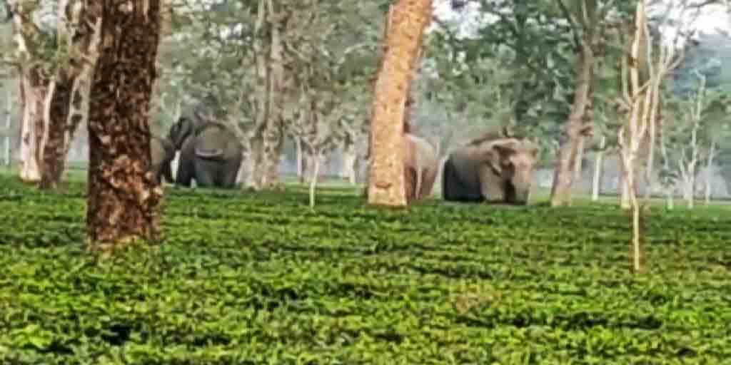 Dooars high alert at Gorumara National Park after three suspected found roaming there Gorumara National Park : ঘুরছে সন্দেহভাজনরা ! গোরুমারায় হাই অ্যালার্ট জারি বন দফতরের