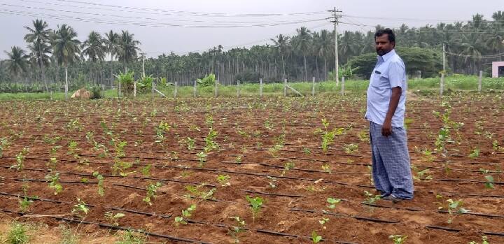 Dharmapuri: A person working as a civil servant in Abu Dhabi is creating Miyawaki forests in Aroor தருமபுரி: 50 செண்ட் நிலத்தில் 6,000 மரங்கள்...! - மியாவாக்கி காடுகளை உருவாக்கும் அபுதாபி அரசு ஊழியர்