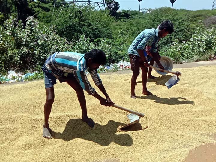 ’குறுவை வருமானத்தால்தான் எங்களுக்கு தீபாவளி’- நெல் கொள்முதல் செய்யக்கோரி குமுறும் விவசாயிகள்...!