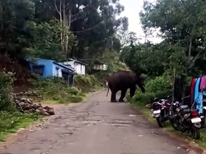 கொடைக்கானலில் காட்டு யானைகள் நடமாட்டம் - சுற்றுலா பயணிகளுக்கு தடை நீட்டிப்பு