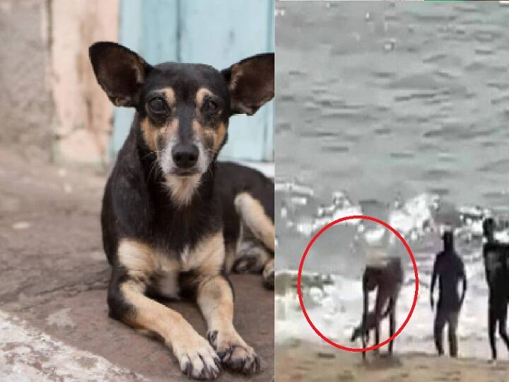 Pranav Mohanlal rescues stray dog ​​from sea, social media showers praise on actor கடலுக்குள் மூழ்கிய நாய்.. தண்ணீருக்குள் குதித்து காப்பாற்றிய பிரபல நடிகரின் மகன் - வைரல் வீடியோ