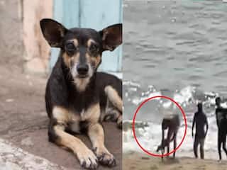 கடலுக்குள் மூழ்கிய நாய்.. தண்ணீருக்குள் குதித்து காப்பாற்றிய பிரபல நடிகரின் மகன் - வைரல் வீடியோ