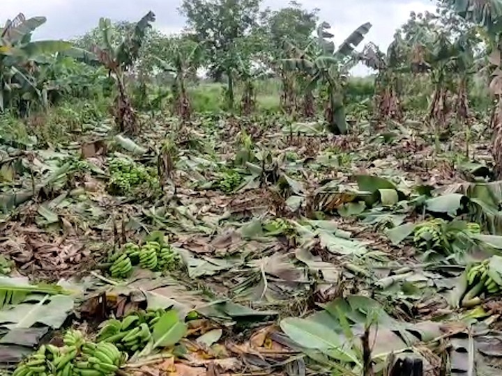 शेतकऱ्याचा संताप! केळीचे भाव पडल्याने बागच कापून टाकली, नांदेडमधील तरुण शेतकऱ्याची व्यथा