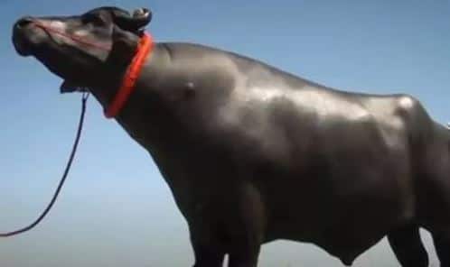 Buffalo Sultan worth Rs 21 crore dies, suffers heart attack at age 14 21 ਕਰੋੜ ਦੀ ਕੀਮਤ ਵਾਲੇ ਝੋਟੇ ਸੁਲਤਾਨ ਦੀ ਮੌਤ, 14 ਸਾਲ ਦੀ ਉਮਰੇ ਦਿਲ ਦਾ ਦੌਰਾ ਪਿਆ