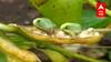 Buldhana : पावसामुळे Soybean ला फटका, अंकुर फुटल्याने शेतकऱ्यांचं मोठं नुकसान : Farmer Loss
