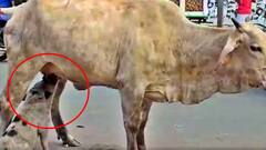 Viral Video: పంది పిల్లకు పాలిచ్చిన ఆవు... బ్రహ్మంగారు చెప్పింది నిజమైందంటున్న స్థానికులు