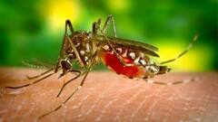Dengue: কলকাতায় উদ্বেগ বাড়াচ্ছে ডেঙ্গির প্রকোপ, একাধিক বরোতে আক্রান্তের হদিশ | Bangla News