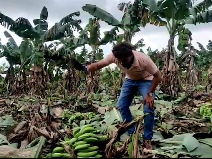 fall in banana prices cut the banana garden, young farmer Nanded शेतकऱ्याचा संताप! केळीचे भाव पडल्याने बागच कापून टाकली, नांदेडमधील तरुण शेतकऱ्याची व्यथा