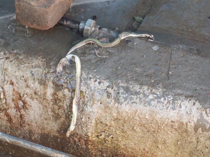 Snake come out from drinking water supply Pipe line in Rudrapur ann Rudraprayag News: पानी की सप्लाई करने वाली पाइप लाइन से निकला सांप, विभागीय लापरवाही पर लोगों ने दी आंदोलन की धमकी