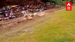 Kolhapur : परवानगी नसतानाही राधानगरीमध्ये बैलगाडा शर्यतीचं आयोजन, चिखलगुठ्ठा शर्यतीत नियमांचा 'चिखल'