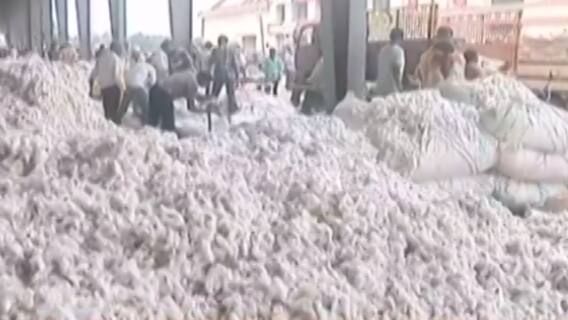 સૌરાષ્ટ્ર સહીત રાજકોટ માર્કેટિંગ યાર્ડમાં કપાસની સારી આવક, જુઓ ગુજરાતી ન્યુઝ