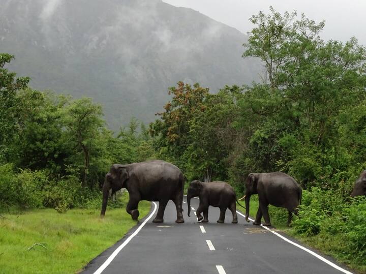 தமிழ்நாடு, கர்நாடக , கேரள எல்லை கிரமமான மசினகுடியில் பாதையைக் கடக்கும் யானைகள்