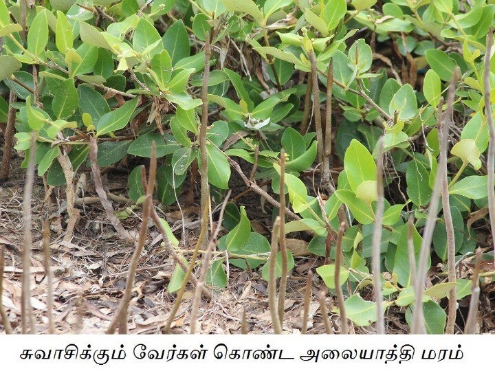 முற்கால சூழலை அறியச் செய்யும் காரங்காடு சுற்றுலா தளம் ஒரு சிறப்பு பார்வை...!