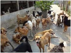 World Rabies Day 2021: आज के दिन का क्या है विशेष महत्व, जानिए इतिहास और थीम