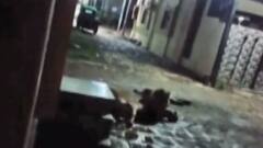 અમરેલીઃ શિકારની શોધમાં સાવજ આ સોસાયટીમાં પહોંચ્યા, સ્થાનિકોમાં ફફડાટ