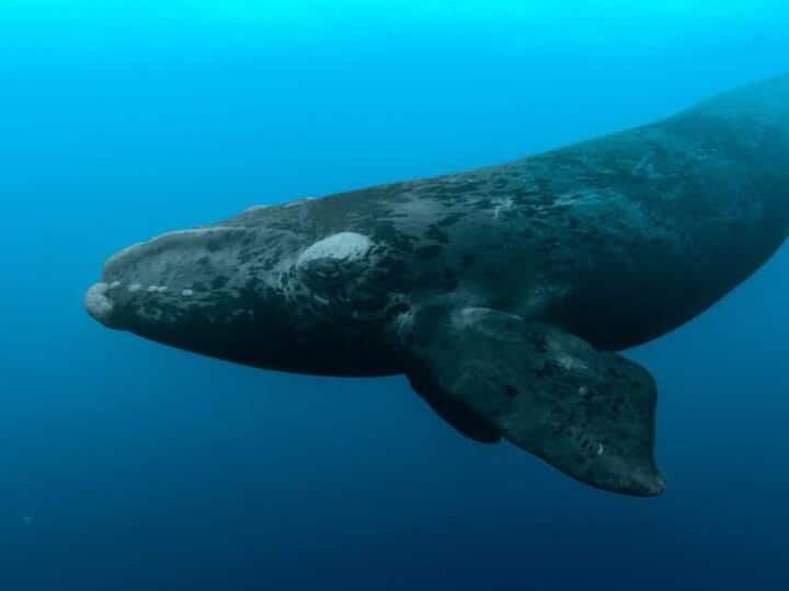 Whale amazes people on cruise with ‘magical rainbow breath’; viral video Whales' Rainbow Breathe | திமிங்கலம் உருவாக்கிய வானவில்.. வாவ் சொல்லவைத்த காட்சி.. வைரல் வீடியோ..!