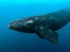 Whales' Rainbow Breathe | திமிங்கலம் உருவாக்கிய வானவில்.. வாவ் சொல்லவைத்த காட்சி.. வைரல் வீடியோ..!